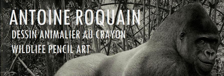 Antoine Roquain Dessin Animalier, Wildlife Pencil Art