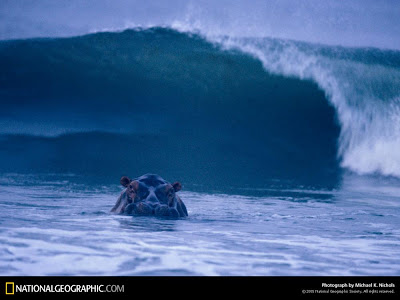 Hipopótamos surfeando en las playas gabonesas de Loango