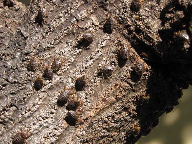 [more-bugs2.jpg]