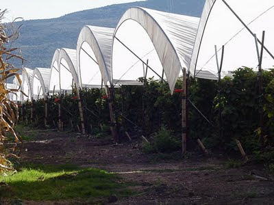 Jocotepec Raspberries