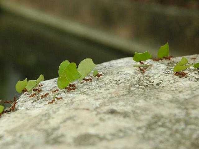 [leaf-cutter-ants2.jpg]