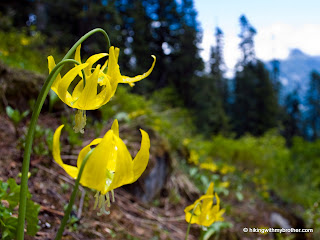 yellow glacier lilly erythronium grandiflorum mcclellan butte hikingwithmybrother