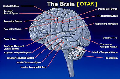 otak