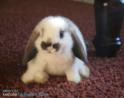 cute rabbits pics