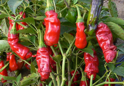 A Really "Hot" Pepper Peter-pepper+bush