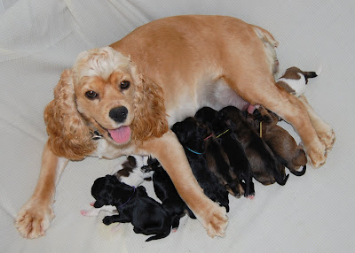 cocker spaniel with docked tail