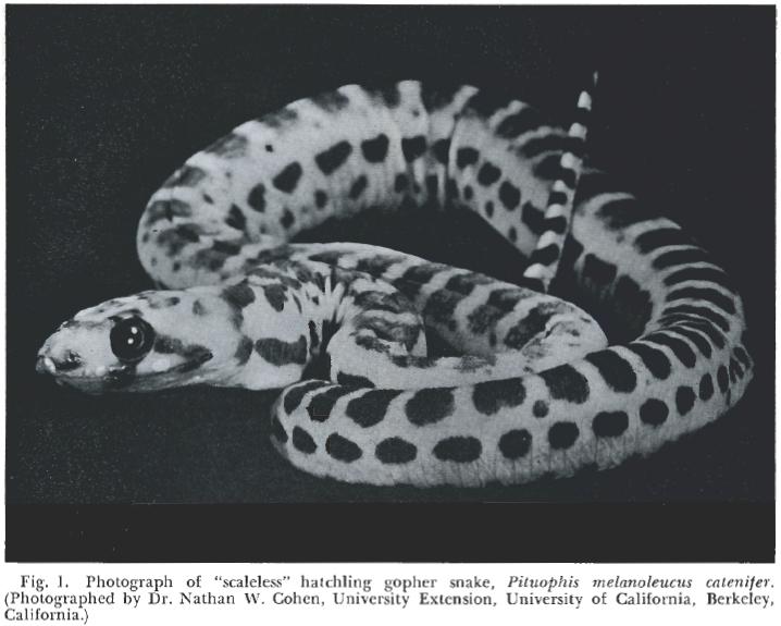 [licth_bennett_scaleless_gopher_snake.jpg]