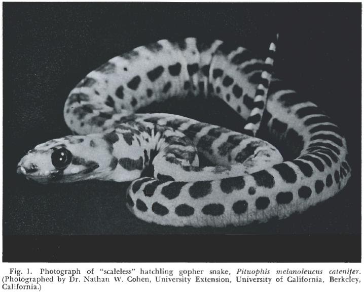 the obligate scientist reptiles
