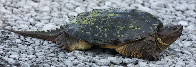 Sub-adult seen at Montezuma National Wildlife Refuge, September 2009.