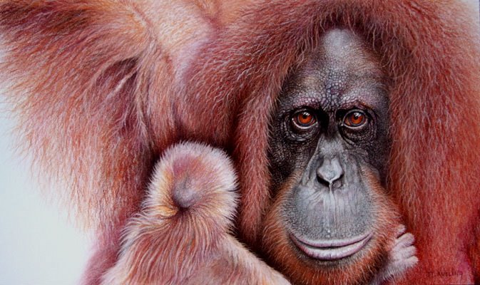 [Sumatran+orangutan+with+baby.jpg]