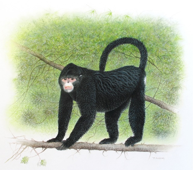 Monkey+with+upturned+nose Tonkin Snub Nosed Langur. Monkey+with+upturned+nose
