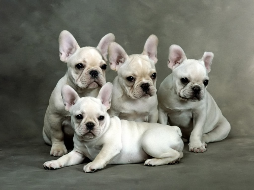 Groups of French bulldog puppies Pet animals cat, bulldog, puppies,