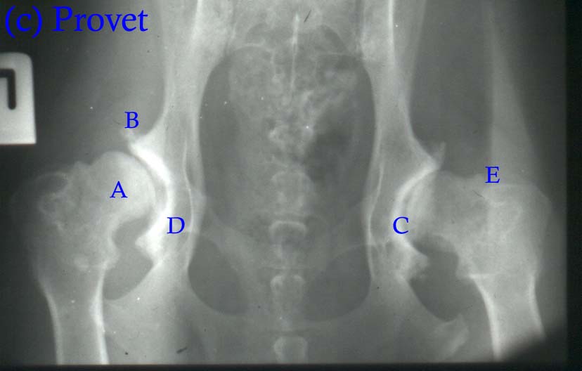 Lower back muscles fascia board, hip flexor heat or ice muscle, canine