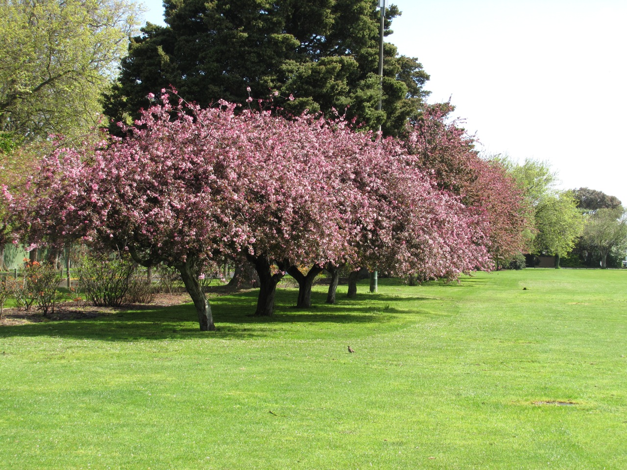 Cheap Flowers Palmerston North at Dreama Koch blog