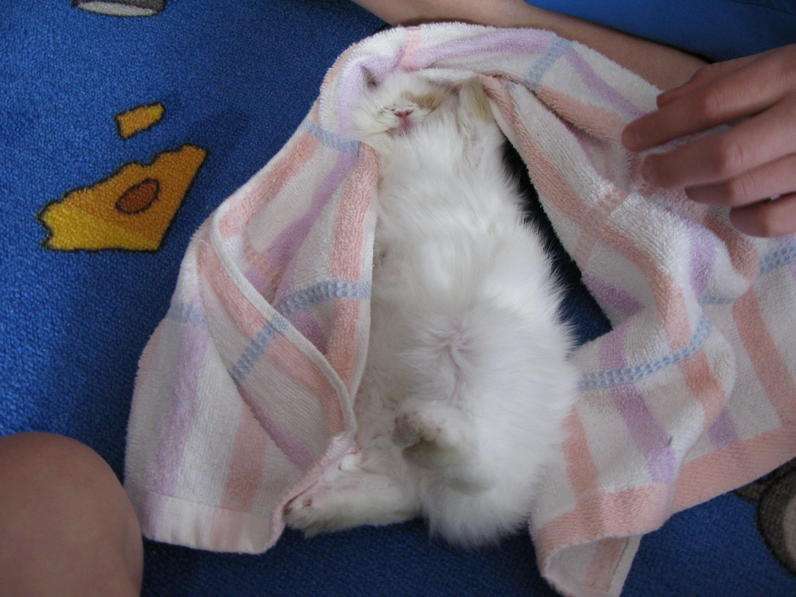 Bunnies Blog Tutorial 1 how to make your bunny fall asleep