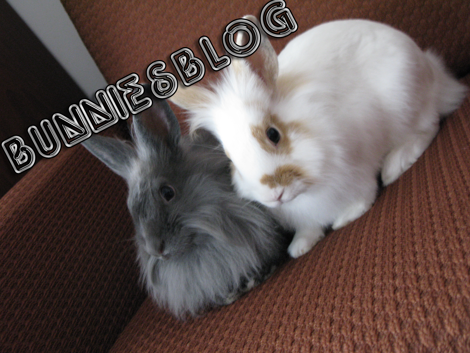 Bunnies Blog