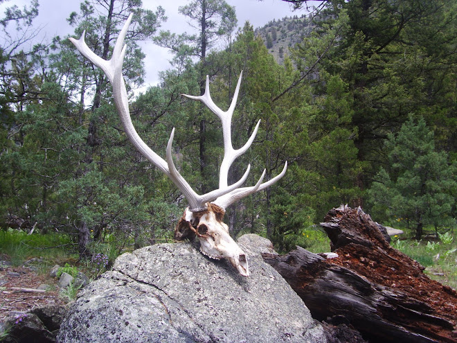 Elk skull and antlers