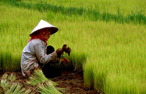 chinese+farmer.jpg
