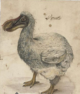 [Dodo.jpg]