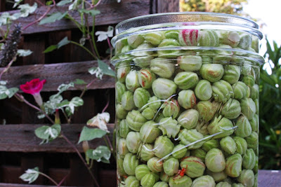 California Capers (Pickled Nasturtium Seeds) | Hitchhiking to Heaven