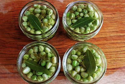 California Capers (Pickled Nasturtium Seeds) | Hitchhiking to Heaven