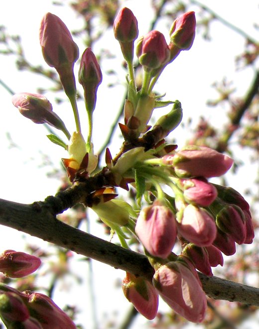 [cheery+blossom+buds.png]