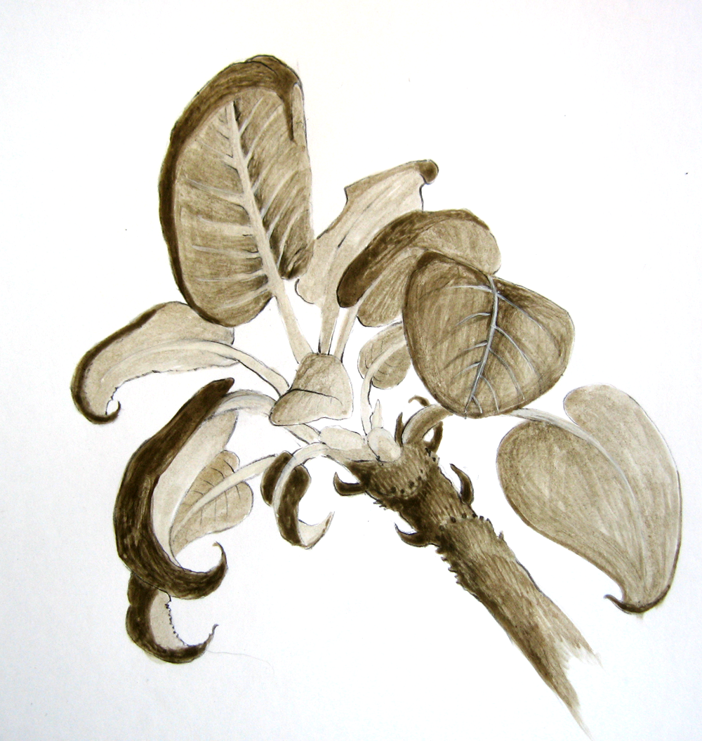 [hydrangea+tempera.png]