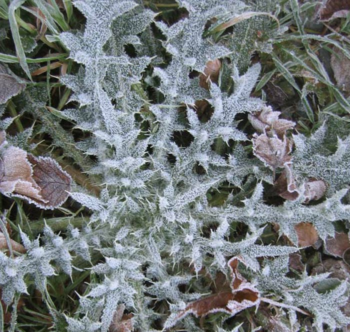 [frost3.jpg]