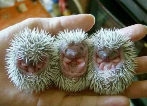 [baby-hedgehogs.jpg]