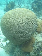 brain coral