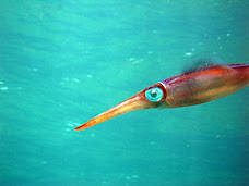 squid at Klein Bonaire