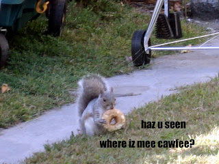 cawfee-squirrel.jpg