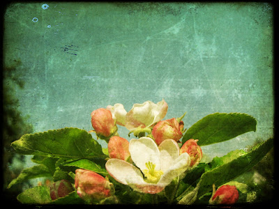 flower, vintage, photograph, picture, poloroid, ttv