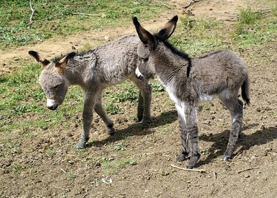 [Burros.jpg]