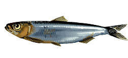 Anchois