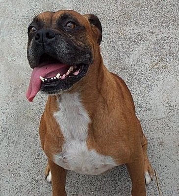[Boxer1.jpg]