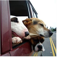 [Dogsincar.JPG]