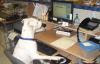 well seethe dog busy in his work