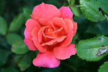 One of bunces of roses from the rose bush