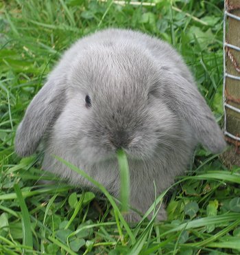 Pictures Of Rabbits Mating. and reeding rabbits.