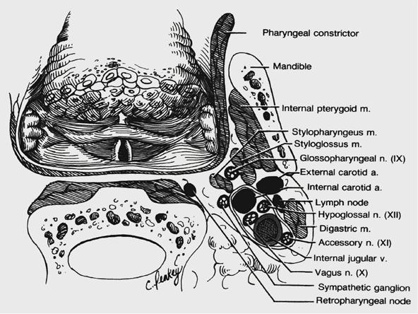 glossopalatine muscle