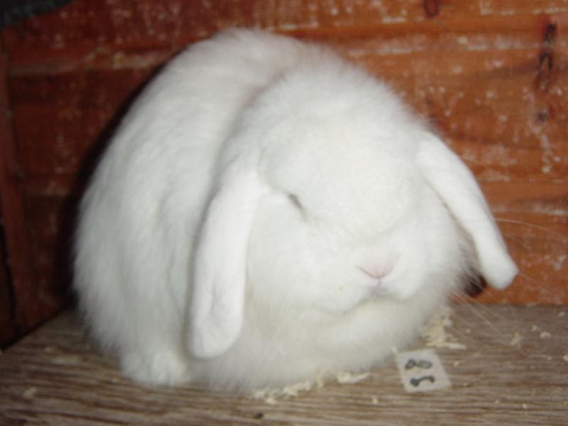 CASHMERE LOP (BELIER DE CACHEMIRA) Conejos y conejos Enanos