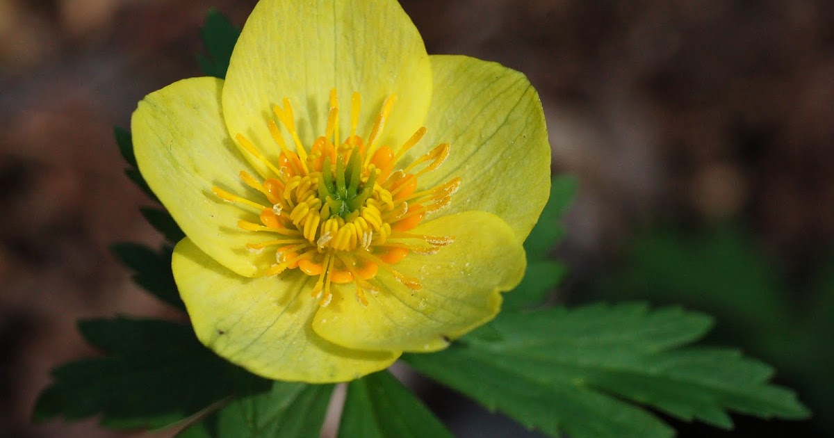 Current World News Poisonous Globe Flowers Found Sussex County