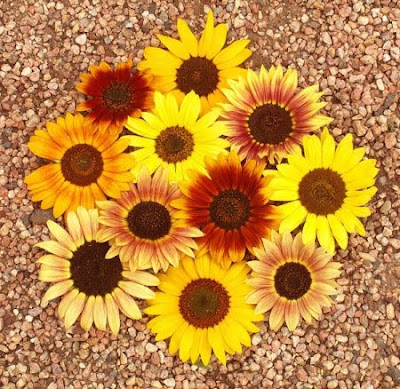Site Blogspot  Yard Flowers on Successful Summer Flowers In Yard