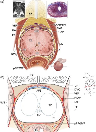 International University: Prostate Anatomy
