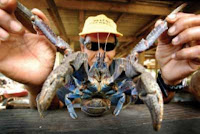 Coconut Crab