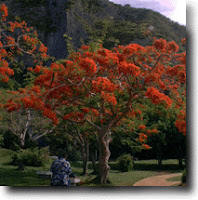 Flame tree