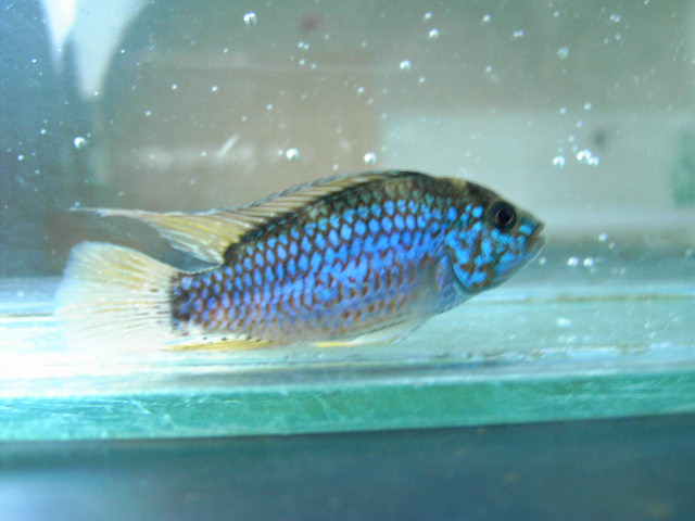 APISTOGRAMMA SP