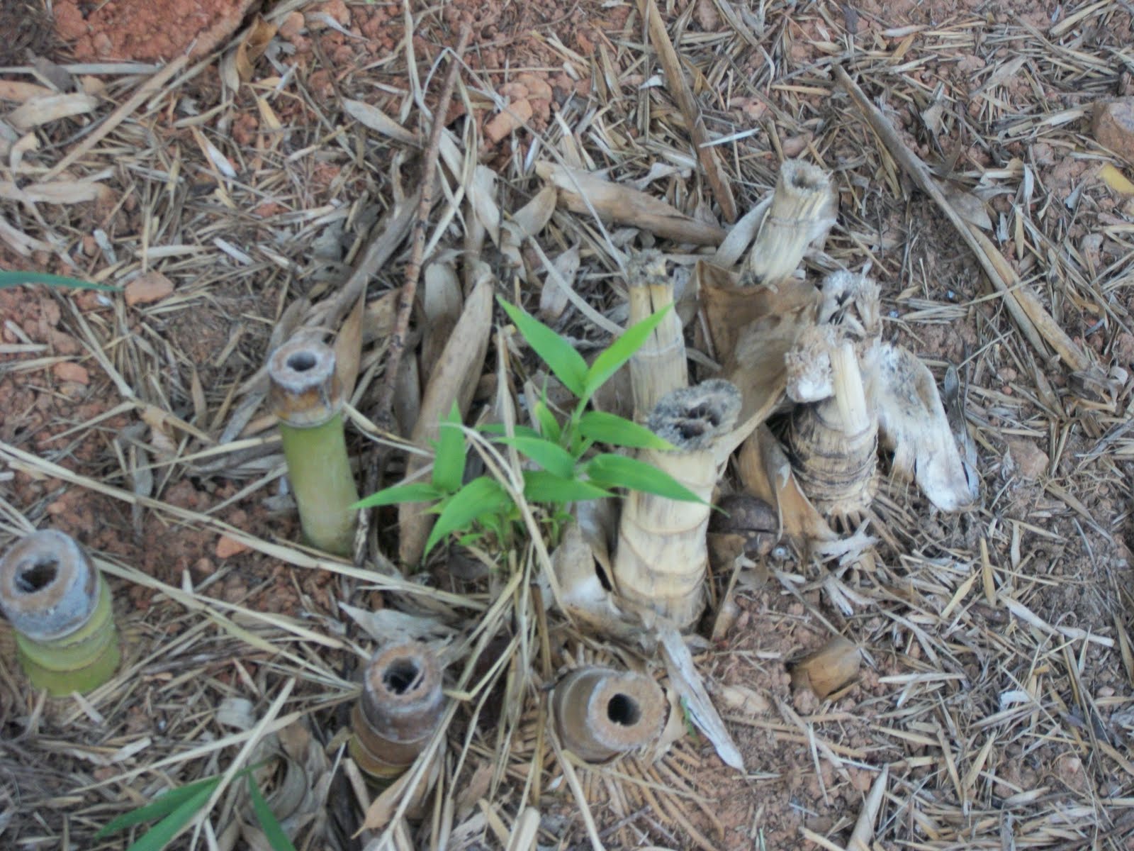 TwoBGardening HELP!!! How do you kill bamboo?