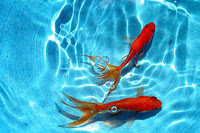 Norouz: Day of LIFE